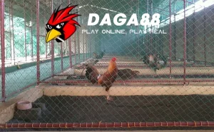 Các Tiêu Chuẩn Thiết Kế Chuồng Gà Chọi Lý Tưởng DAGA88
