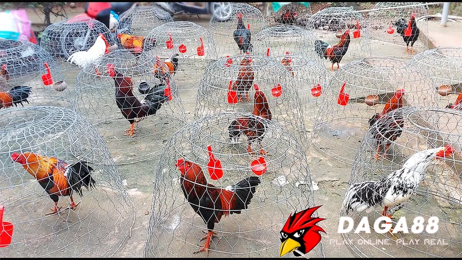 Top giống gà đá cựa sắt hay nhất hiện nay DAGA88