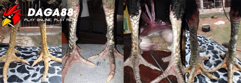 Đa dạng Top các tướng chân gà chọi đá hay DAGA88