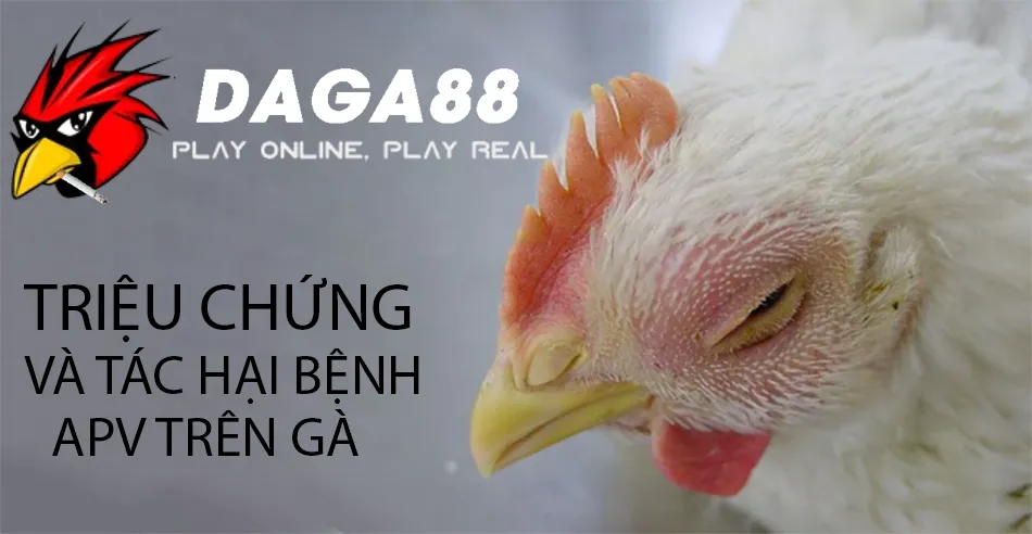 Bệnh APV trên Gà: Triệu Chứng, Tác Hại và Cách Phòng Tránh Hiệu Quả 1 Những Triệu Chứng và Tác Hại của Bệnh APV Trên Gà DAGA88