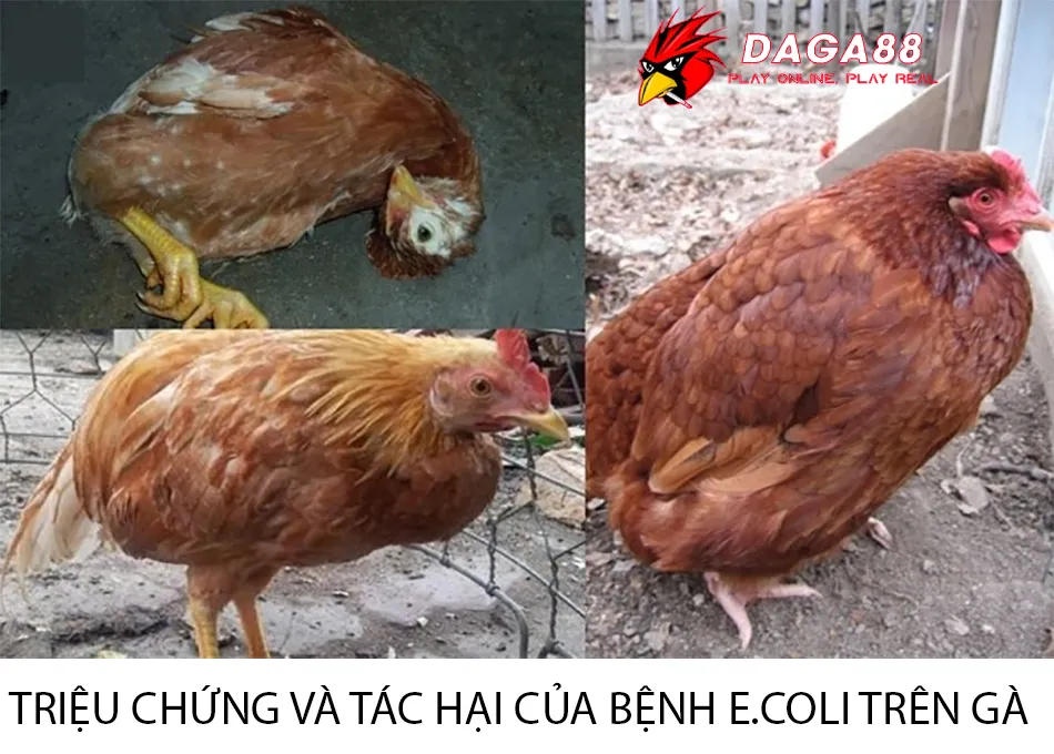 Những Triệu chứng và tác hại của bệnh E.coli trên gà DAGA88