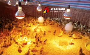 Cách Úm Gà Chọi Con Mới Nở: Những Điều Cần Biết DAGA88