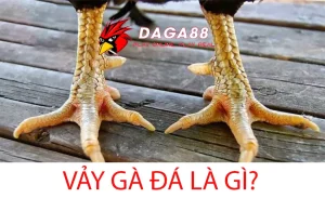 Tìm hiểu Vảy gà đá là gì? Ý nghĩa của việc xem vảy gà chọi DAGA88