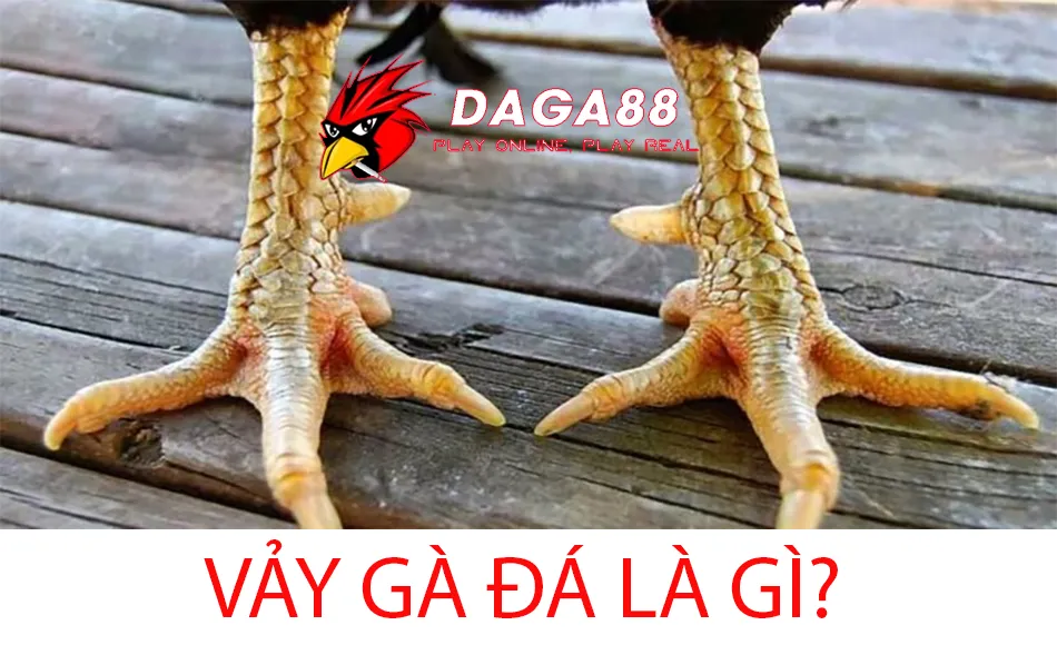 Tìm hiểu Vảy gà đá là gì? Ý nghĩa của việc xem vảy gà chọi DAGA88