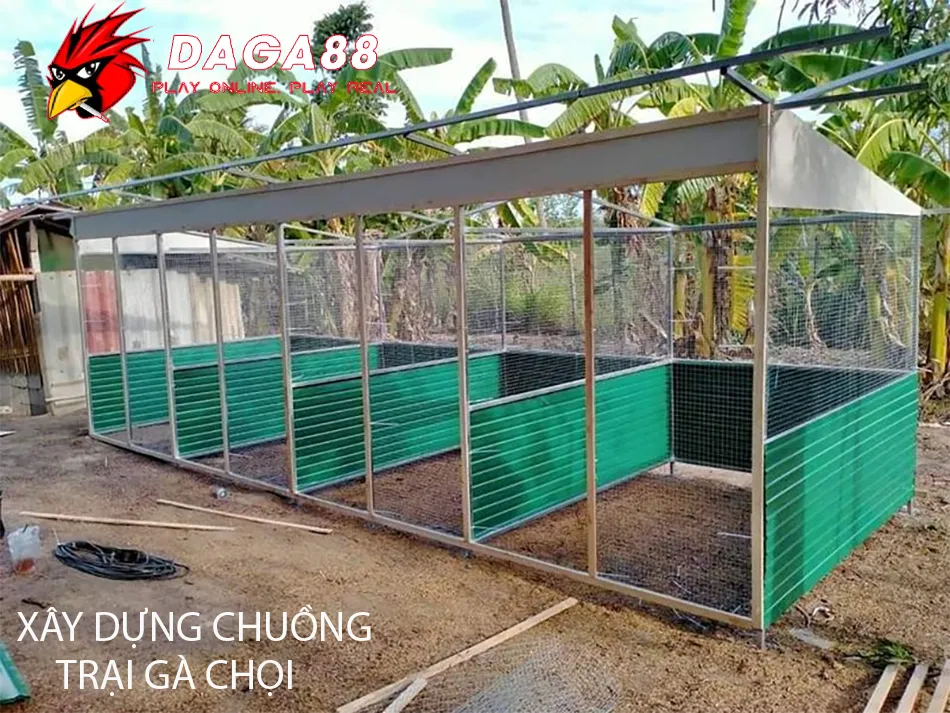 Quy Chuẩn Chuồng Gà Chọi: Môi Trường Lý Tưởng Cho Chiến Kê 2 Cách Xây Dựng Chuồng Trại Gà Chọi: Từ Thiết Kế Đến Thực Tế DAGA88