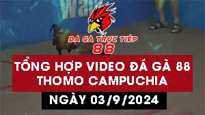 Tổng hợp 29 Video đá gà CPC3 ngày 3/09/2024