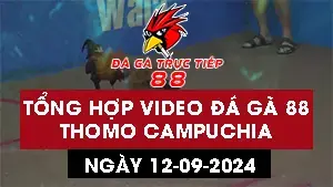 Tổng hợp 26 Video đá gà Thomo ngày 12/9/2024