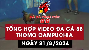 Tổng hợp 25 Video đá gà CPC3 ngày 31/09/2024