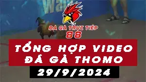 Tổng hợp Video đá gà Thomo Campuchia ngày 29/9/2024
