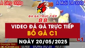 Tổng hợp Video đá gà Thomo Campuchia ngày 20/05/2025