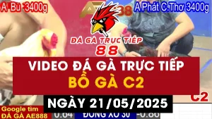 Video đá gà Thomo CPC2 ngày 21/05/2025