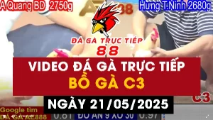 Video đá gà Thomo CPC2 ngày 22/05/2025
