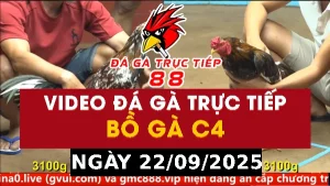 Video đá gà CPC4 Ngày 22-09-2025 - Đá gà 88
