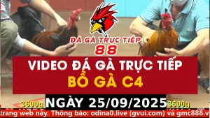 Video đá gà CPC4 Ngày 25-09-2025 - Đá gà 88
