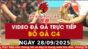Video đá gà CPC4 Ngày 28-09-2025 - Đá gà 88