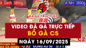 Video đá gà CPC5 Ngày 16-09-2025 - Đá gà 88