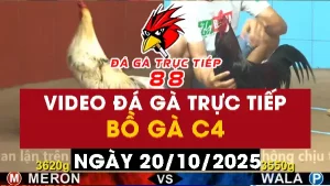 Video đá gà CPC4 Ngày 20-10-2025 - Đá gà 88