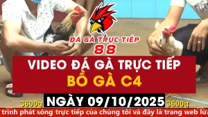 Video đá gà CPC4 Ngày 09-10-2025 - Đá gà 88