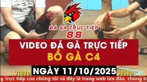 Video đá gà CPC4 Ngày 11-10-2025 - Đá gà 88