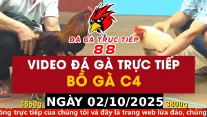 Video đá gà CPC4 Ngày 02-10-2025 - Đá gà 88