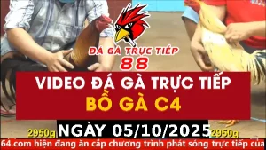 Video đá gà CPC4 Ngày 05-10-2025 - Đá gà 88