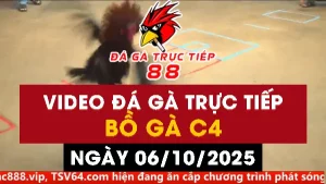 Video đá gà CPC4 Ngày 06-10-2025 - Đá gà 88