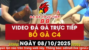Video đá gà CPC4 Ngày 08-10-2025 - Đá gà 88