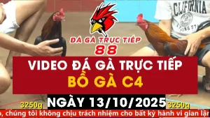 Video đá gà CPC4 Ngày 13-10-2025 - Đá gà 88
