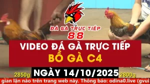 Video đá gà CPC4 Ngày 14-10-2025 - Đá gà 88