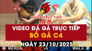 Video đá gà CPC4 Ngày 23-10-2025 - Đá gà 88