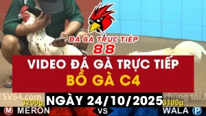 Video đá gà CPC4 Ngày 24-10-2025 - Đá gà 88
