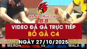 Video đá gà CPC4 Ngày 27-10-2025 - Đá gà 88