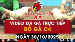 Video đá gà CPC4 Ngày 30-10-2025 - Đá gà 88