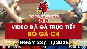 Video đá gà CPC4 Ngày 23-11-2025 - Đá gà 88