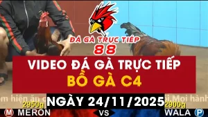 Video đá gà CPC4 Ngày 24-11-2025 - Đá gà 88