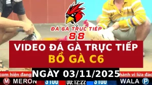 Video đá gà CPC6 Ngày 03-11-2025 - Đá gà 88