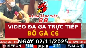 Video đá gà CPC6 Ngày 02-11-2025 - Đá gà 88