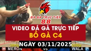 Video đá gà CPC4 Ngày 03-11-2025 - Đá gà 88