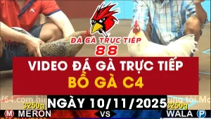 Video đá gà CPC4 Ngày 10-11-2025 - Đá gà 88