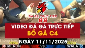 Video đá gà CPC4 Ngày 11-11-2025 - Đá gà 88