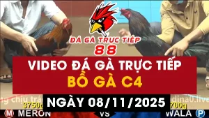 Video đá gà CPC4 Ngày 08-11-2025 - Đá gà 88