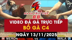 Video đá gà CPC4 Ngày 13-11-2025 - Đá gà 88