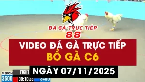 Video đá gà CPC6 Ngày 07-11-2025 - Đá gà 88