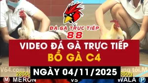 Video đá gà CPC4 Ngày 04-11-2025 - Đá gà 88