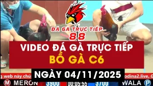 Video đá gà CPC6 Ngày 04-11-2025 - Đá gà 88