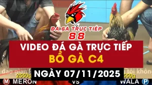 Video đá gà CPC4 Ngày 07-11-2025 - Đá gà 88
