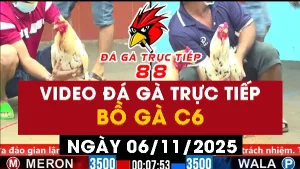 Video đá gà CPC6 Ngày 06-11-2025 - Đá gà 88