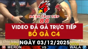 Video đá gà CPC4 Ngày 03-12-2025 - Đá gà 88