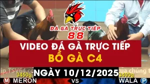 Video đá gà CPC4 Ngày 10-12-2025 - Đá gà 88