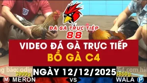 Video đá gà CPC4 Ngày 12-12-2025 - Đá gà 88